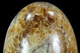 Polished Calcite Egg With Fossils In Cross Section #88725-2